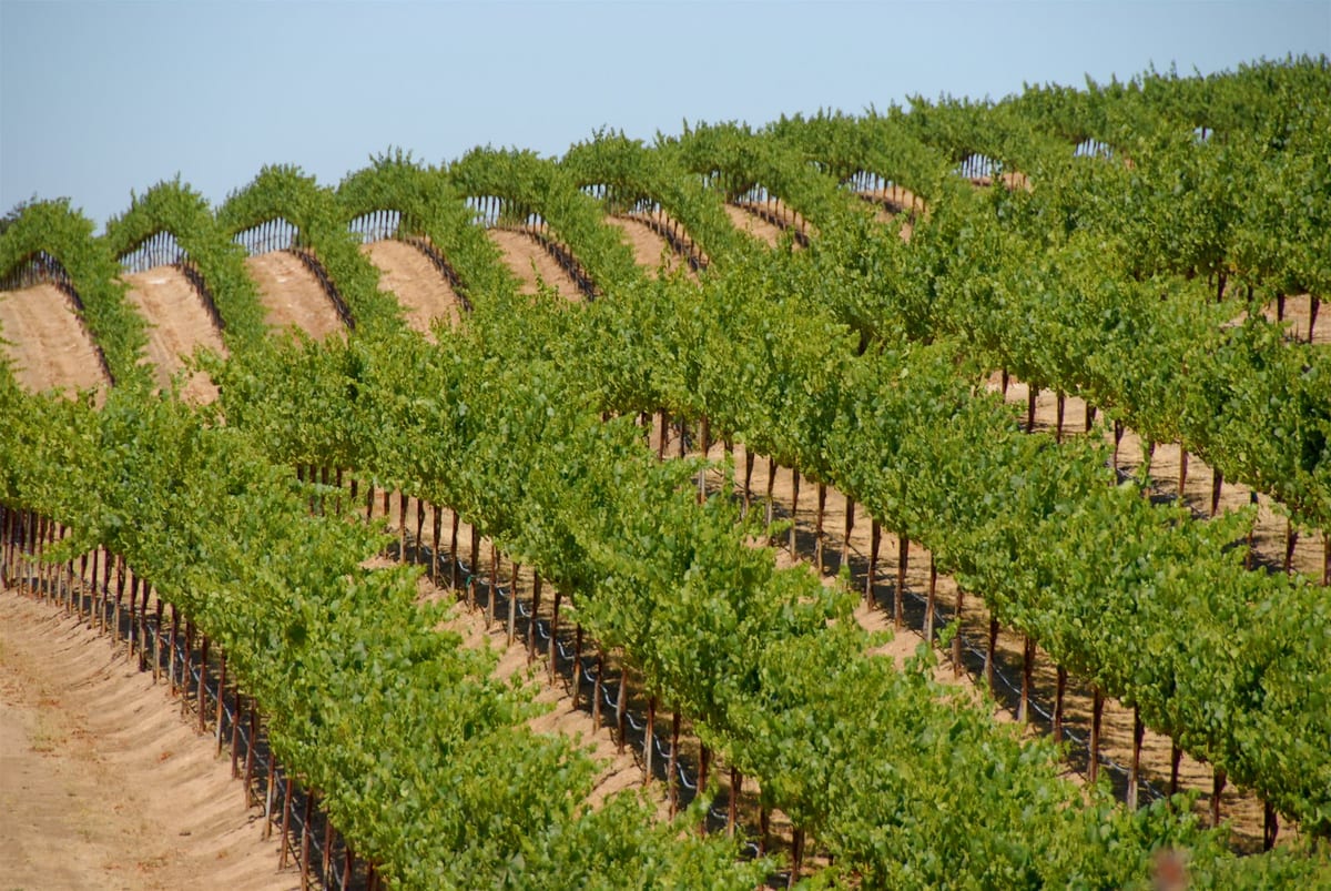Aerial view of crop rows